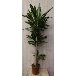 Drakenbloedboom Dracaena Massangeana Geel-Groen 160 cm kamerplant Warentuin Natuurlijk - Warentuin natuurlijk