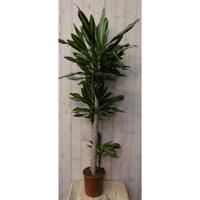 Drakenbloedboom Dracaena Massangeana Geel-Groen 160 cm kamerplant Warentuin Natuurlijk - Warentuin natuurlijk - thumbnail