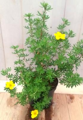 Potentilla geel Ganzerik Warentuin Natuurlijk - Warentuin natuurlijk