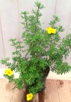 Potentilla geel Ganzerik Warentuin Natuurlijk - Warentuin natuurlijk - thumbnail