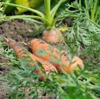 Wortel zaden Nantes 2 Topfix - thumbnail
