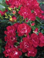 Klimroos - thumbnail