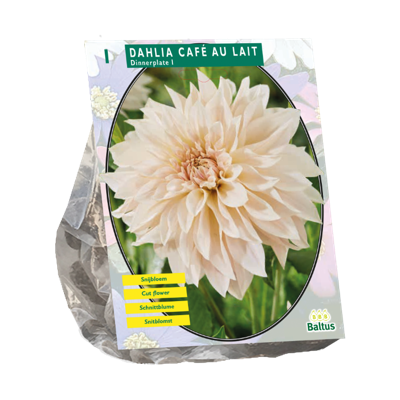 Dahlia Cafe au Lait 1 stuks bloembollen Baltus - Baltus Dahlia Cafe au Lait 1 stuks bloembollen Baltus - Baltus