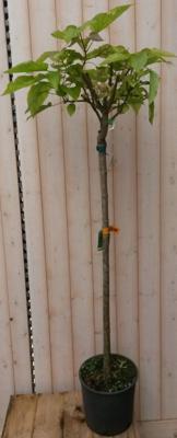 Catalpa bungei stamhoogte 150 cm Trompetboom Warentuin Natuurlijk - Warentuin natuurlijk