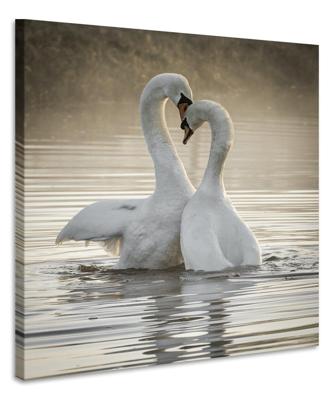 Schilderij - Zwanen liefde , 2 maten, Premium print
