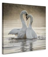 Schilderij - Zwanen liefde , 2 maten, Premium print - thumbnail