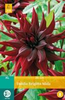 Dahlia brigitta alida bol/knol JUB 1 stuks - Jub - thumbnail