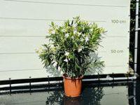 Witte Oleander - hoogte 80-100 cm - thumbnail