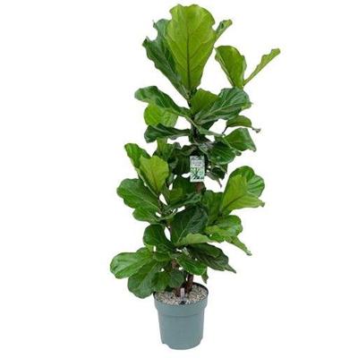 Ficus Lyrata Multistam I Potmaat 24 H90-110 kamerplant Beautanic Lifestyle - Beautanic lifestyle