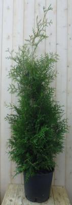 Conifeer Brabant 150 - 180 cm Thuja Warentuin Natuurlijk - Warentuin natuurlijk