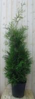 Conifeer Brabant 150 - 180 cm Thuja Warentuin Natuurlijk - Warentuin natuurlijk - thumbnail
