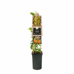 Oranjegele kamperfoelie (Lonicera Tellmanniana) klimplant Oranjegele kamperfoelie (Lonicera Tellmanniana) klimplant