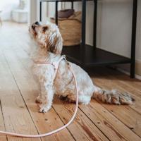 Hondentuigje Hunter SOHO MINI Roze XS - thumbnail