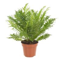 Dubbelloofvaren (Blechnum Gibbum 'Silver Lady') - P 17 cm - thumbnail