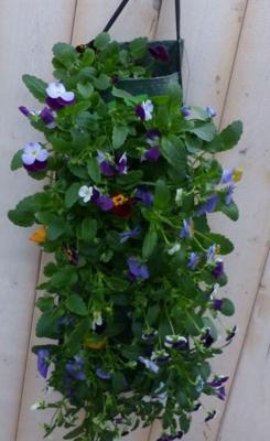 Hangzak Violen Bosviolen kleur wisselt Viola Warentuin Natuurlijk - Warentuin natuurlijk