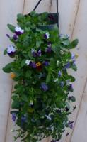 Hangzak Violen Bosviolen kleur wisselt Viola Warentuin Natuurlijk - Warentuin natuurlijk - thumbnail