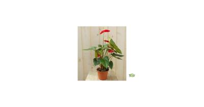 Flamingoplant Anthurium rood 60 cm kamerplant Warentuin Natuurlijk - Warentuin natuurlijk Flamingoplant Anthurium rood 60 cm kamerplant Warentuin Natuurlijk - Warentuin natuurlijk