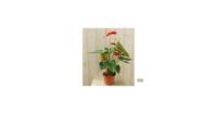 Flamingoplant Anthurium rood 60 cm kamerplant Warentuin Natuurlijk - Warentuin natuurlijk - thumbnail