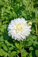 Dahlia Bull's Pride bloembol JUB 1 stuks - Jub - thumbnail