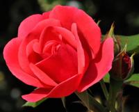 Rozen grond aarde 30 liter - Warentuin mix - thumbnail