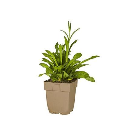 Echte koekoeksbloem vaste plant Griffioen - Griffioen