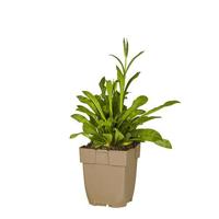 Echte koekoeksbloem vaste plant Griffioen - Griffioen - thumbnail