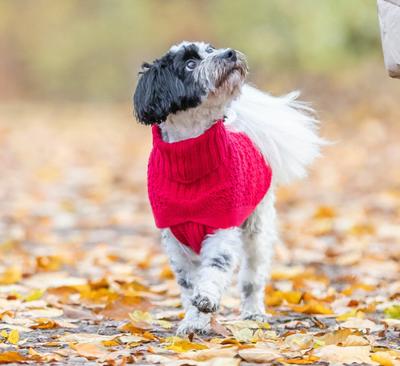 TRIXIE HONDENTRUI NORWOOD ROOD