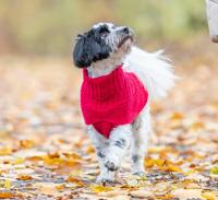 TRIXIE HONDENTRUI NORWOOD ROOD - thumbnail