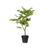 Vijgenboom in pot 40x35xH60cm - thumbnail