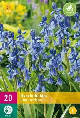 Hyacinthoides non-scripta 20 bollen Hyacinthoides non-scripta 20 bollen