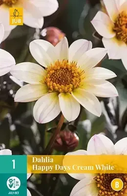 Dahlia happy days cream white