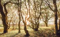 Komar Infinity 2 Fotobehang Bold Birch - IFSH4-074 - thumbnail