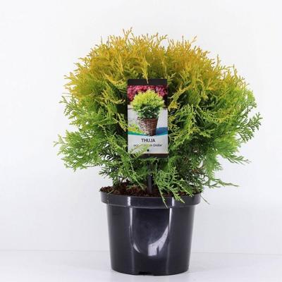 Thuja occidentalis golden globe 30-40 cm Conifeer Westerse levensboom Warentuin Natuurlijk - Warentuin natuurlijk