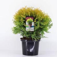 Thuja occidentalis golden globe 30-40 cm Conifeer Westerse levensboom Warentuin Natuurlijk - Warentuin natuurlijk - thumbnail