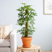 Schefflera Arboricola Nora (met mosstok) - p17 - thumbnail