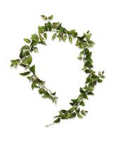 Tradescantia kunst Guirlande 180cm - bont - thumbnail