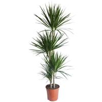 Dracaena Marginata - P 24 cm - thumbnail
