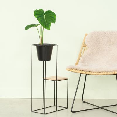 Philodendron Pastazanum - P15