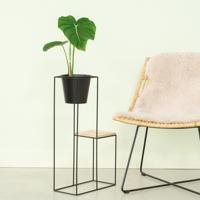 Philodendron Pastazanum - P15 - thumbnail