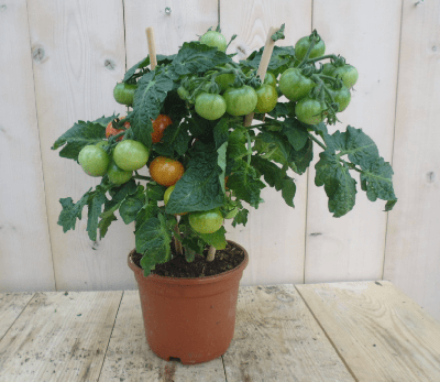 Tomatenplant tomaat GROOT plukplant Solanum Warentuin Natuurlijk - Warentuin natuurlijk
