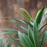 Podocarpus kunsttak PL 55cm - UV bestendig - thumbnail