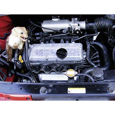 Kemo M186 Marterverschrikker Met flitslicht, Met hoogspanningsplaatjes 12 V 1 stuk(s)
