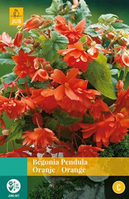 Begonia pendula oranje