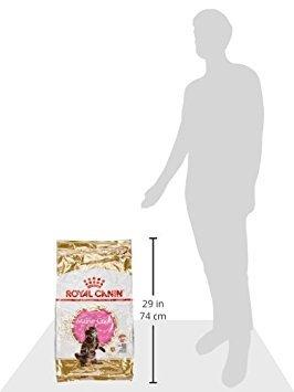 Royal Canin Kitten Maine Coon kattenvoer 10 kg
