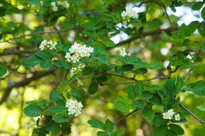 Krentenboompje struikvorm