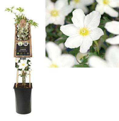 Clematis cartmanii 'Avalanche' - Bosrank