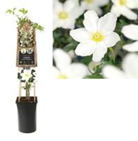 Clematis cartmanii 'Avalanche' - Bosrank - thumbnail