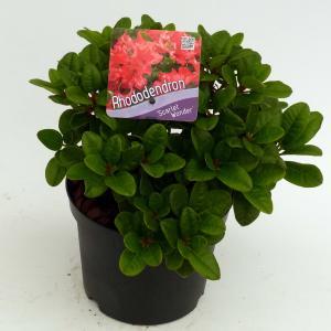 Rododendron (Rhododendron Repens "Scarlet Wonder") heester - 20-25 cm - 1 stuks