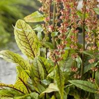 Bonte waterzuring (Rumex sanguinea) moerasplant (6-stuks) - thumbnail