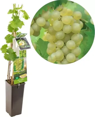 Druivenstruik Vitis vinifera Bianca - Witte druif